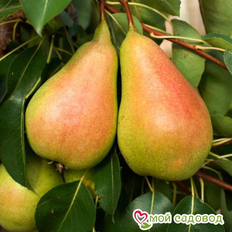 Груша Видная Летняя