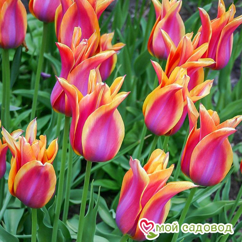 Тюльпан лилиецветный Баллада Дрим