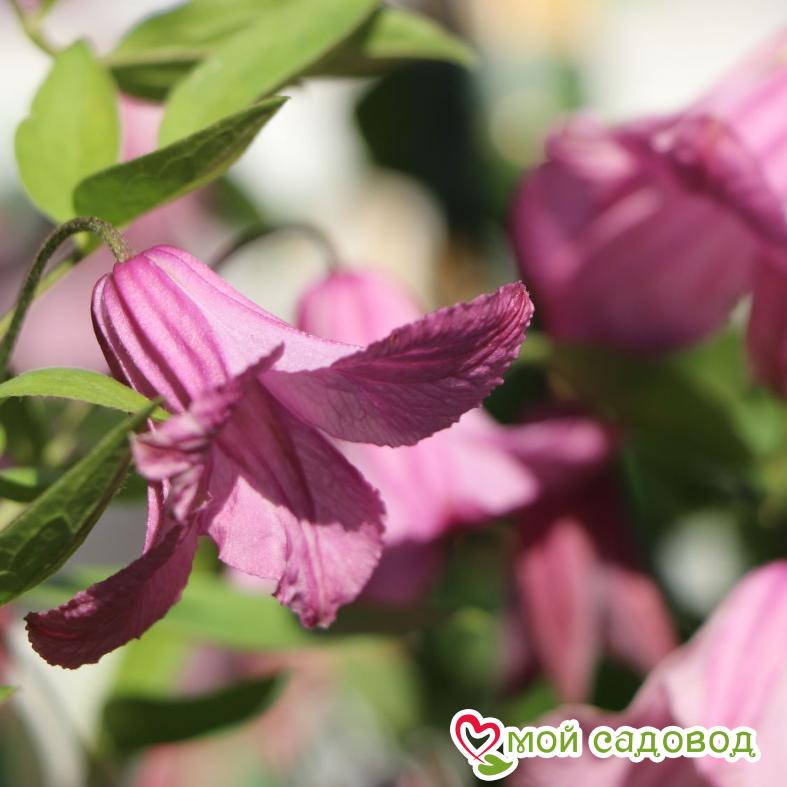 Клематис Аленушка ЗКС