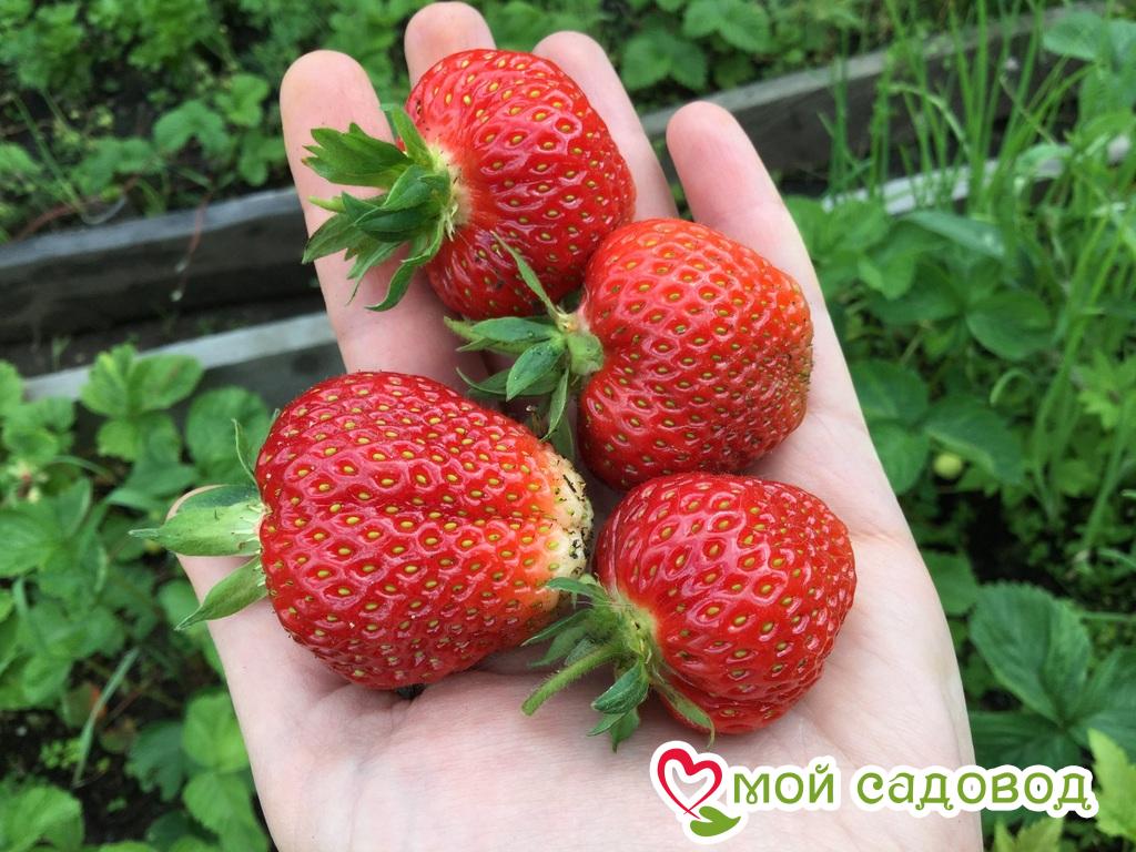 Кама клубника описание фото Кама клубника описание фото