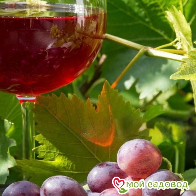 Виноград Черсеги