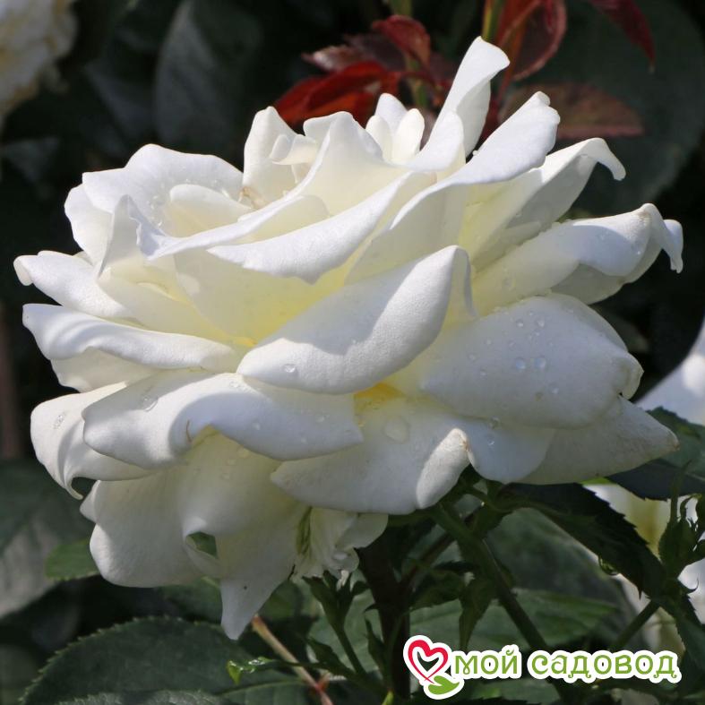 Роза чайно-гибридная Мемори