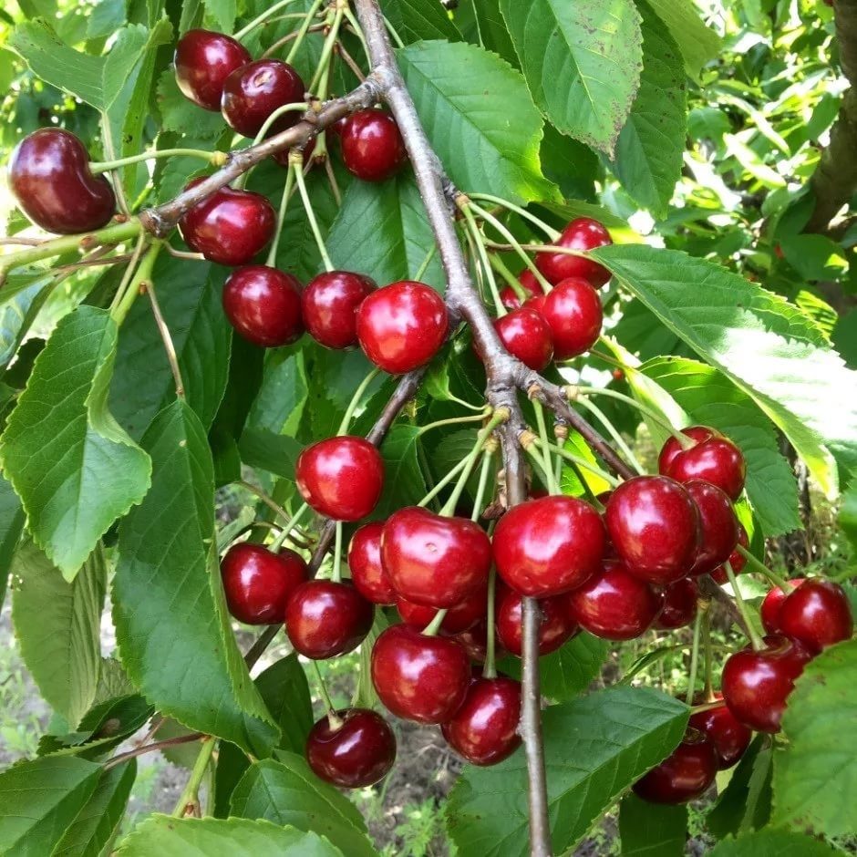 Черешня Сказка