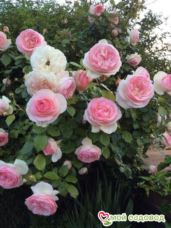 Роза Цезарь