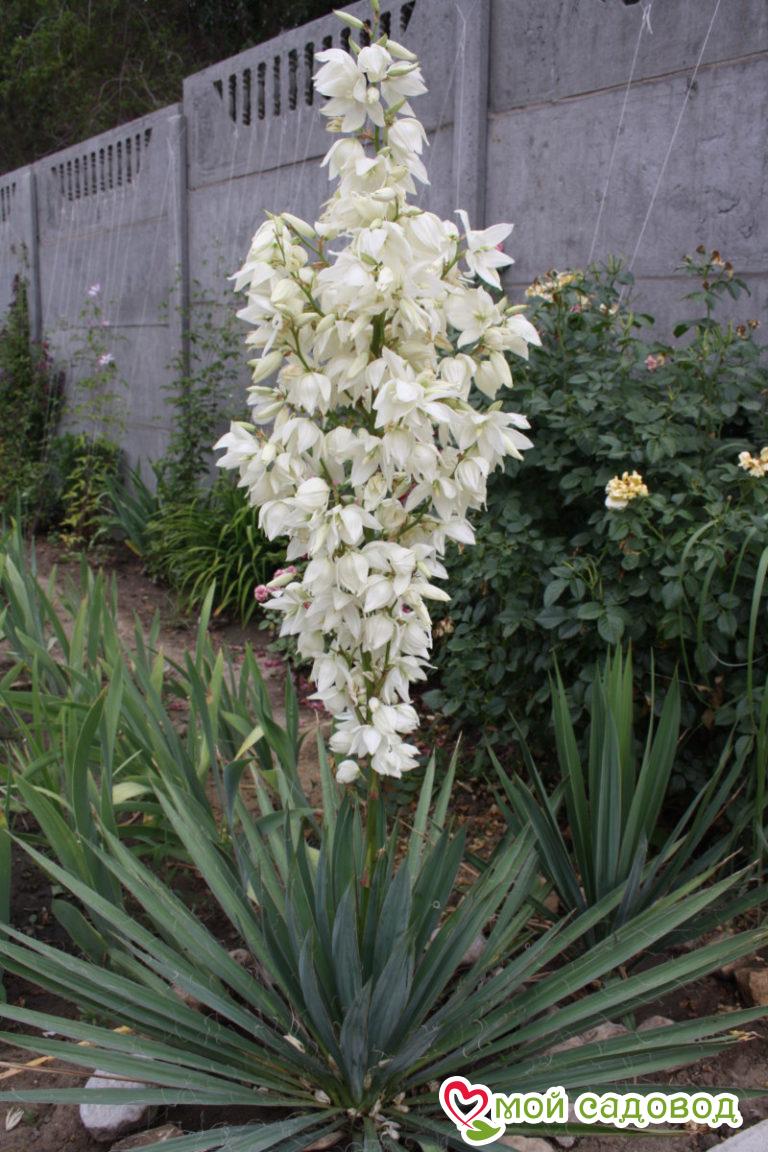 Юкка садовая