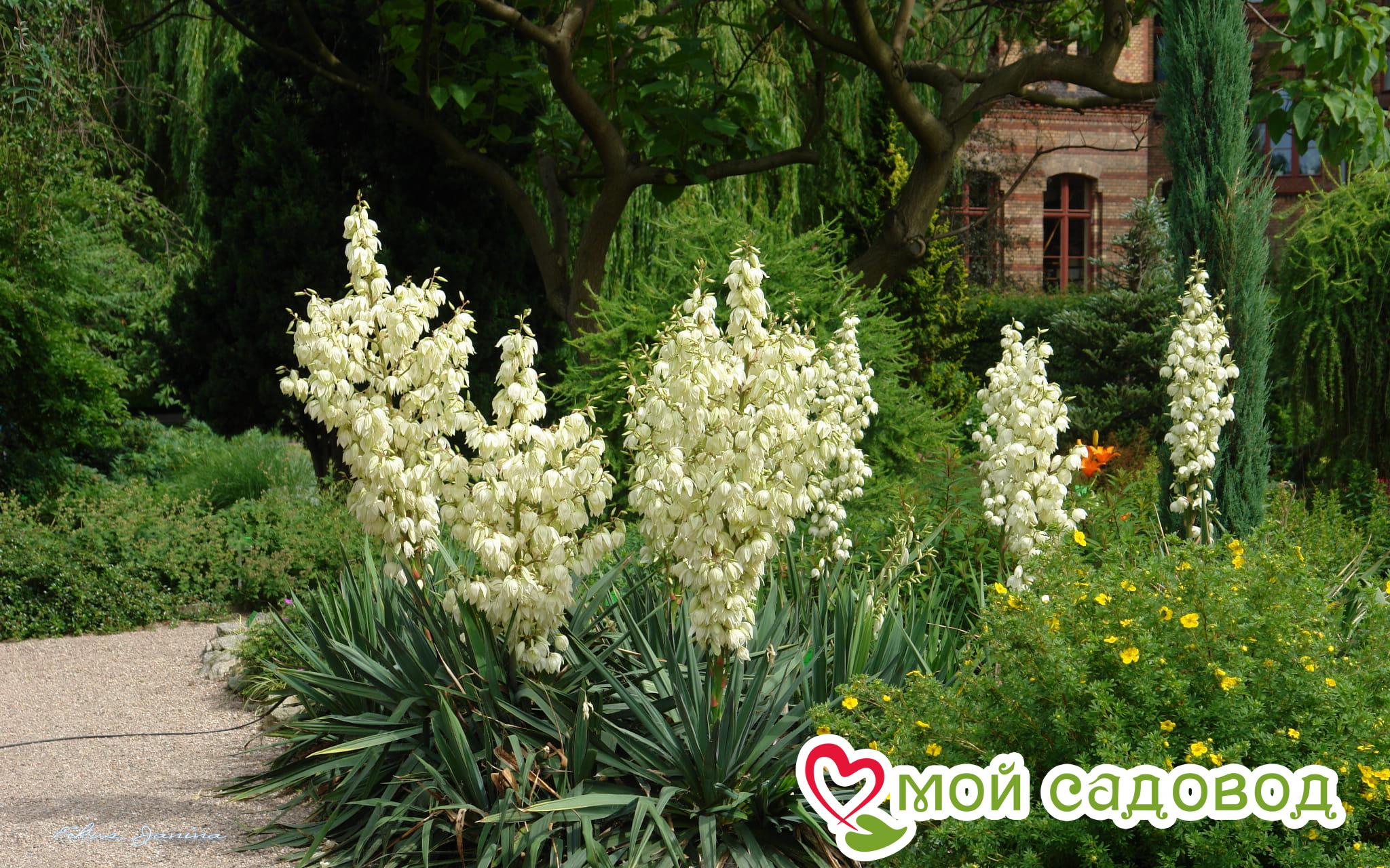 Юкка нитчатая