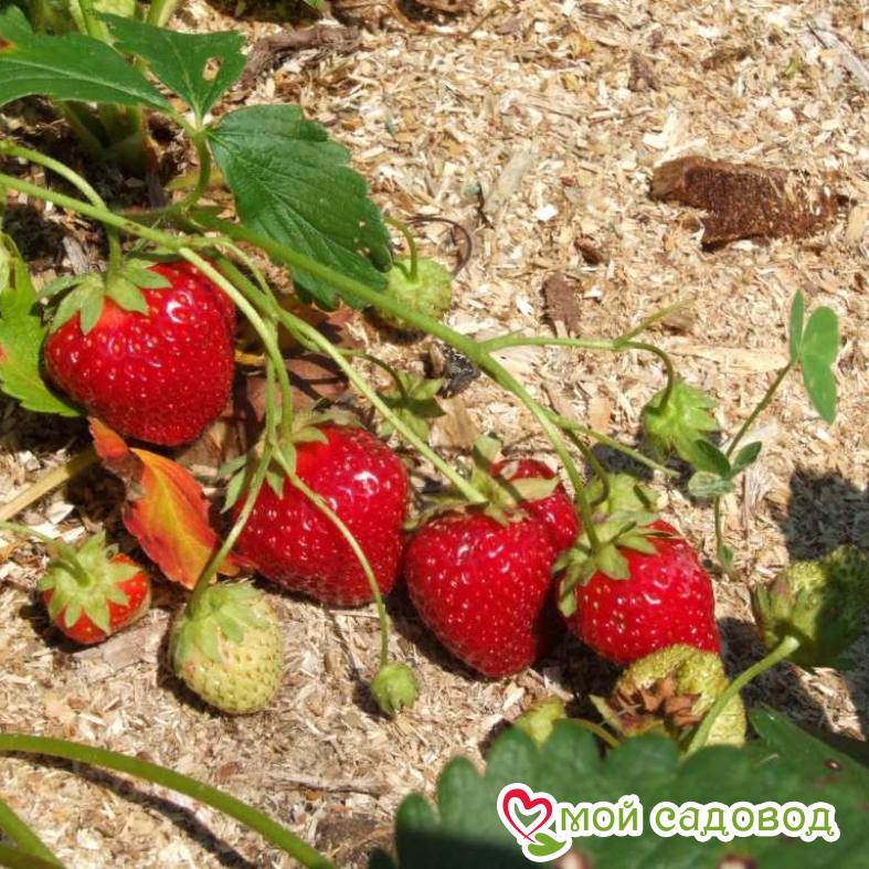 Клубника Гирлянда