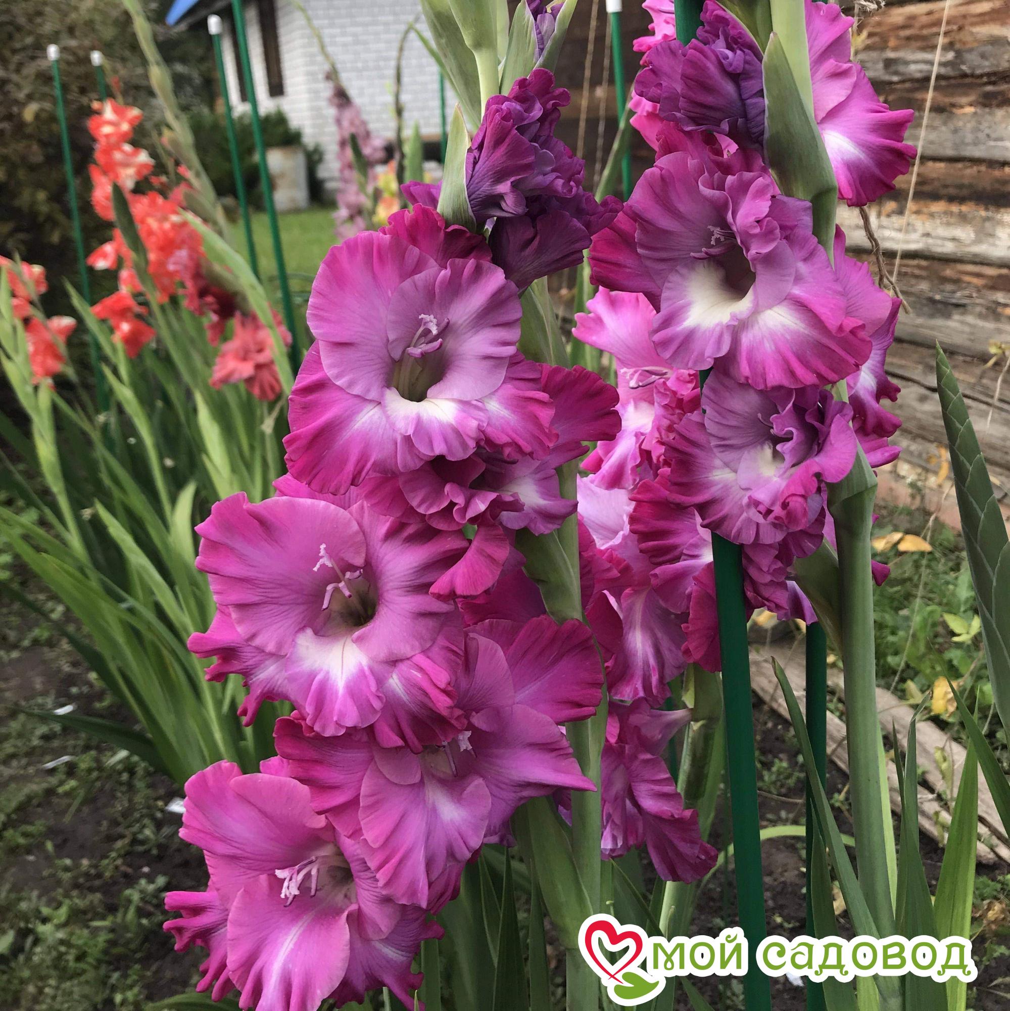 Гладиолус Наблус Фриззл