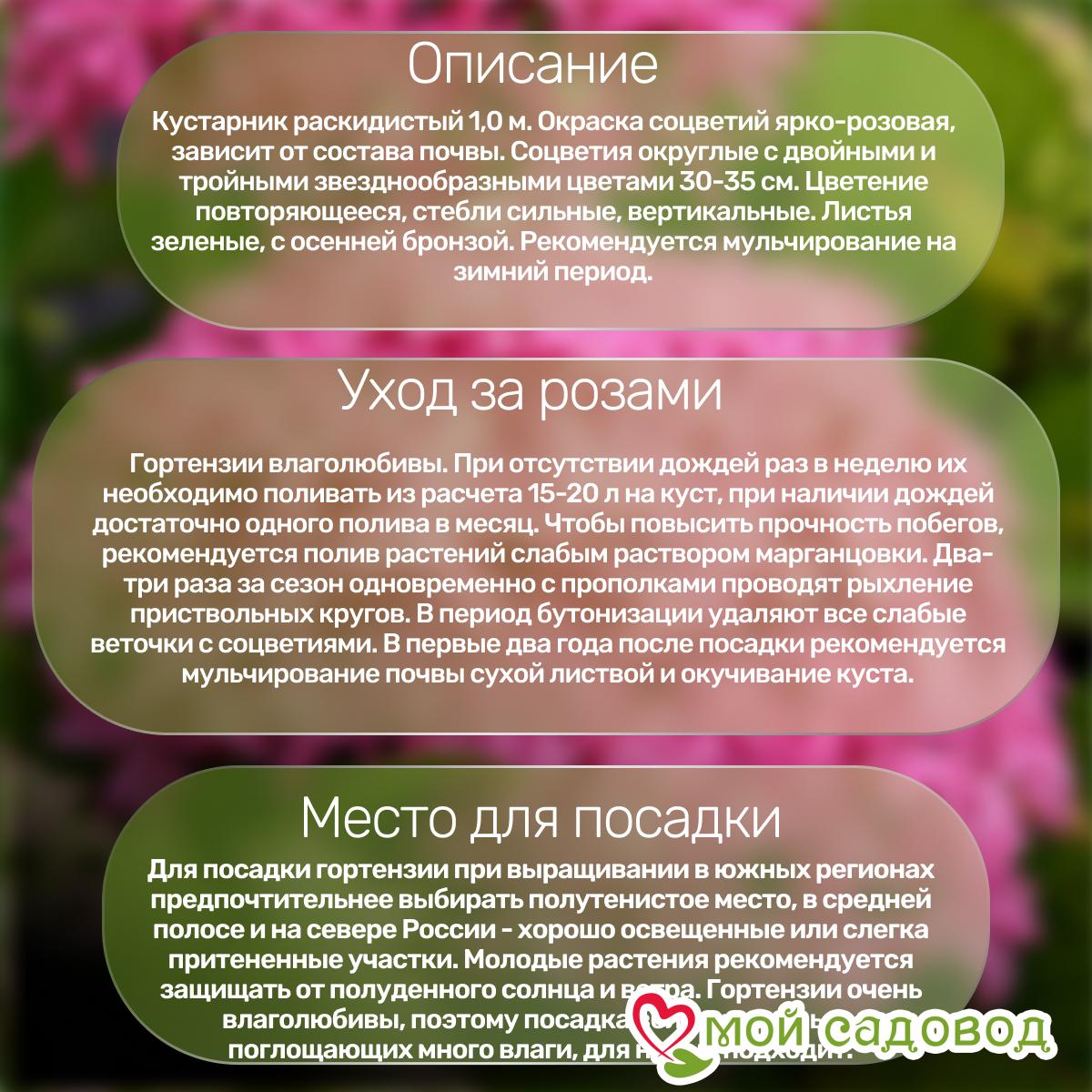 Гортензия крупнолистовая Принцесса Диана ЗКС