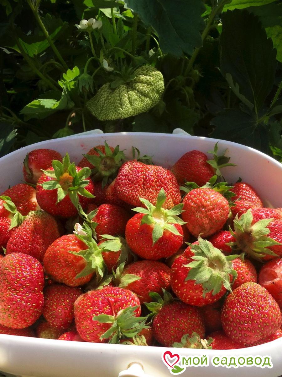 Клубника Диамант ремонтантная