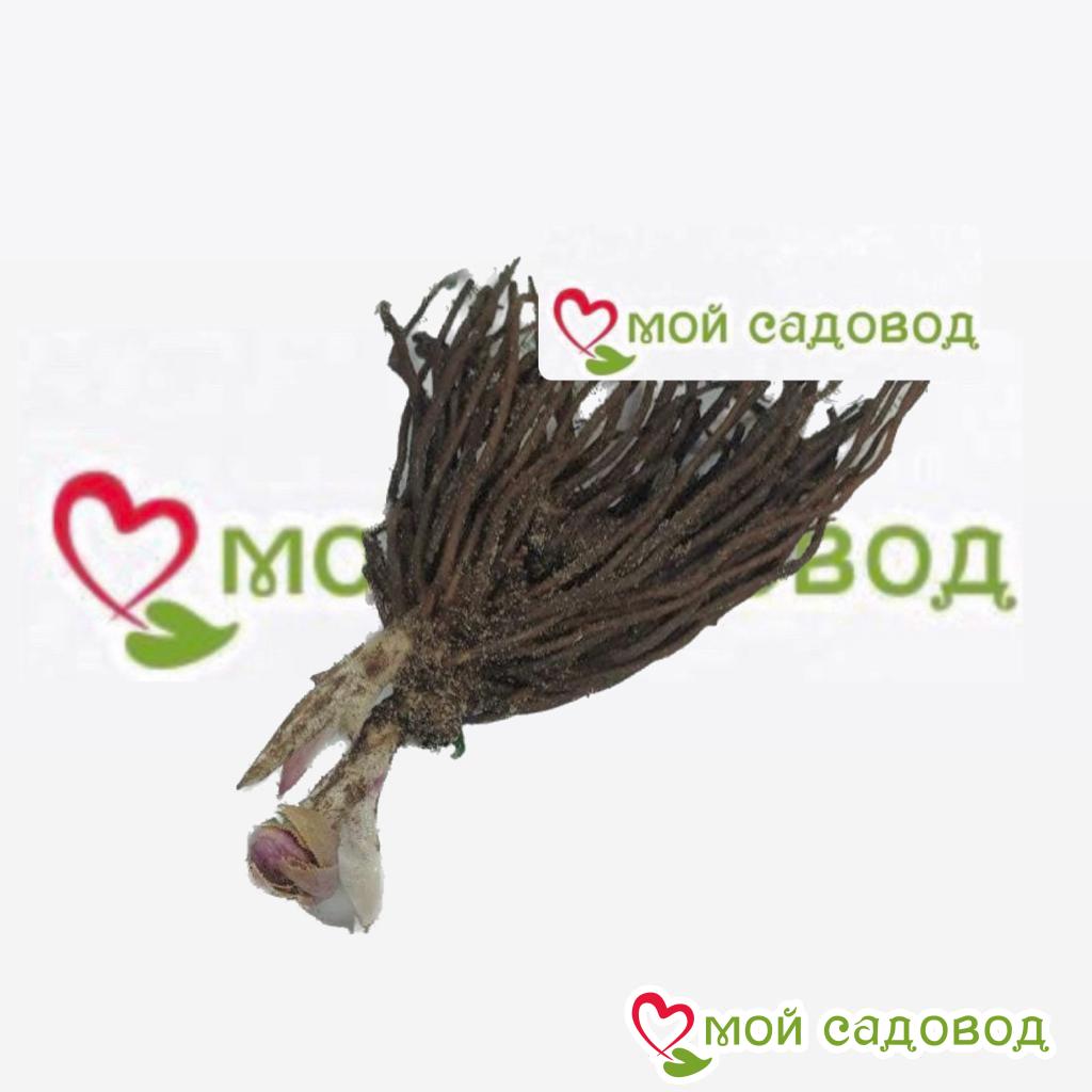 Хоста Голден Аура